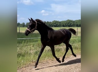 Arabe asil, Étalon, 1 Année, 145 cm, Noir