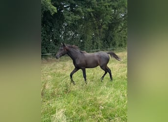 Arabe asil, Étalon, 1 Année, 145 cm, Noir