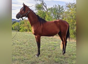 Arabe asil, Étalon, 3 Ans, 150 cm, Bai brun