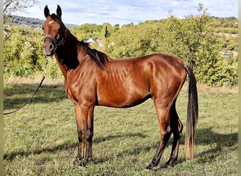 Arabe asil, Étalon, 3 Ans, 150 cm, Bai brun