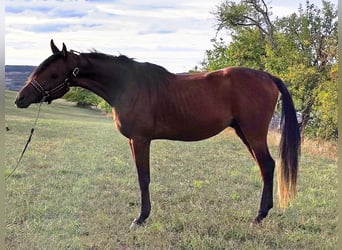 Arabe asil, Étalon, 3 Ans, 150 cm, Bai brun