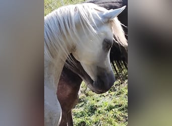 Arabe asil, Étalon, 3 Ans, 155 cm, Gris