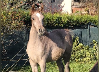 Arabe asil, Étalon, Poulain (05/2023), 152 cm, Gris