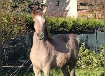 Arabe asil, Étalon, Poulain (05/2023), 152 cm, Gris