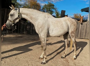 Arabe asil, Hongre, 10 Ans, 155 cm, Gris