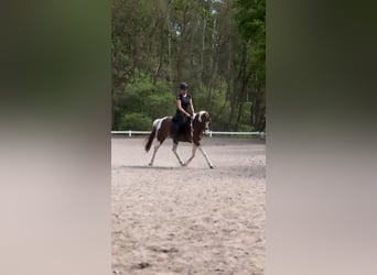 Arabe asil Croisé, Hongre, 11 Ans, 150 cm, Pinto