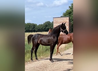 Arabe asil, Hongre, 1 Année, 145 cm, Noir