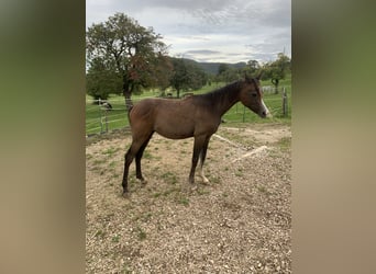 Arabe asil, Hongre, 1 Année, 152 cm, Peut devenir gris