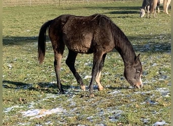 Arabe asil, Hongre, 2 Ans, 152 cm, Peut devenir gris