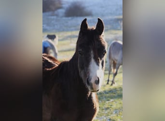 Arabe asil, Hongre, 2 Ans, 152 cm, Peut devenir gris