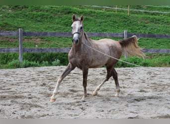 Arabe asil, Hongre, 2 Ans, 158 cm, Gris (bai-dun)