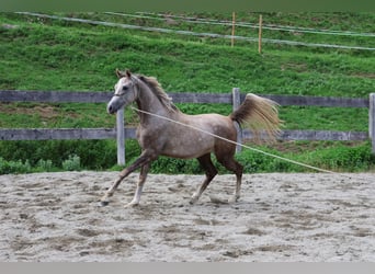 Arabe asil, Hongre, 2 Ans, 158 cm, Gris (bai-dun)