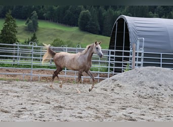 Arabe asil, Hongre, 2 Ans, 158 cm, Gris (bai-dun)