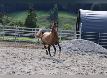 Arabe asil, Hongre, 2 Ans, 158 cm, Gris (bai-dun)