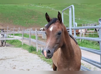 Arabe asil, Hongre, 2 Ans, 158 cm, Gris (bai-dun)