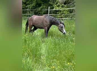 Arabe asil, Hongre, 3 Ans, 150 cm, Peut devenir gris