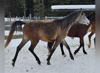 Arabe asil, Hongre, 3 Ans, 155 cm, Gris (bai-dun)