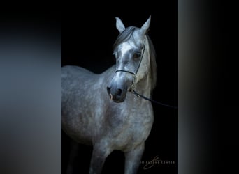 Arabe asil, Hongre, 3 Ans, 162 cm, Gris