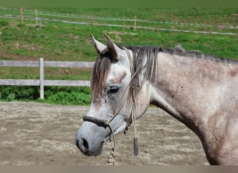 Arabe asil, Hongre, 4 Ans, 158 cm, Gris pommelé