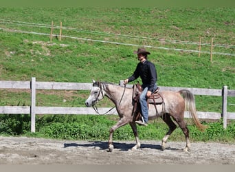 Arabe asil, Hongre, 4 Ans, 158 cm, Gris pommelé