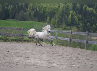 Arabe asil, Hongre, 6 Ans, 158 cm, Gris moucheté