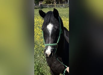Arabe asil, Hongre, 7 Ans, 156 cm, Bai brun foncé