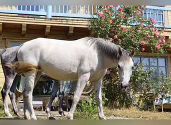 Arabe asil, Jument, 10 Ans, 153 cm, Gris