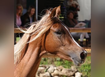 Arabe asil, Jument, 3 Ans, 155 cm, Alezan brûlé