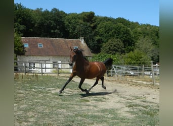 Arabe asil, Jument, 6 Ans, 147 cm, Bai