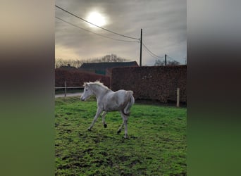 Arabe asil, Jument, 6 Ans, Gris