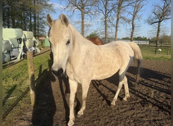 Arabe asil, Jument, 8 Ans, 147 cm, Gris