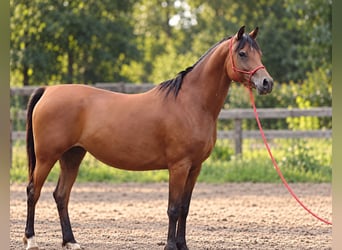 Arabe asil, Jument, 8 Ans, 155 cm, Bai