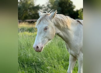 Arabe berbère, Étalon, 1 Année, Perlino