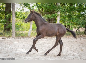 Arabe berbère, Étalon, Poulain (04/2024), 160 cm, Gris noir