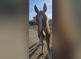 Arabe berbère, Hongre, 23 Ans, 160 cm, Alezan