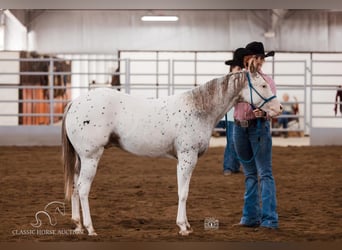 Arabe berbère, Hongre, 2 Ans, 142 cm, Léopard