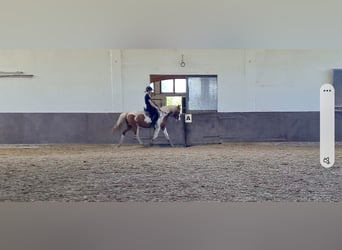 Arabe berbère, Hongre, 3 Ans, 150 cm, Pinto