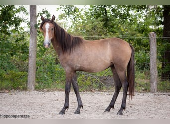 Arabe berbère Croisé, Hongre, 3 Ans, Peut devenir gris
