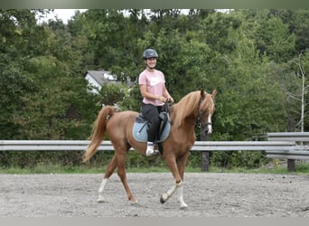 Arabe berbère, Hongre, 4 Ans, 150 cm, Alezan