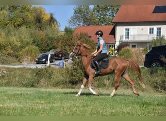 Arabe berbère, Hongre, 4 Ans, 150 cm, Alezan