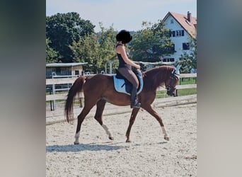 Arabe berbère, Hongre, 6 Ans, 160 cm, Alezan