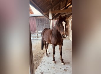 Arabe berbère, Hongre, 9 Ans, 155 cm, Alezan brûlé