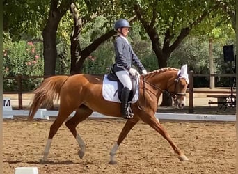 Arabe berbère, Jument, 12 Ans, Alezan