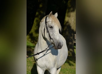 Arabe berbère Croisé, Jument, 13 Ans, 157 cm, Gris