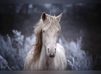 Arabe berbère, Jument, 3 Ans