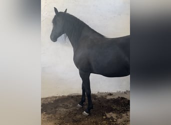 Arabe berbère, Jument, 4 Ans, 166 cm, Noir