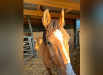 Arabe berbère, Jument, 8 Ans, 152 cm, Alezan