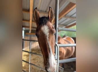 Arabe berbère, Jument, 8 Ans, 152 cm, Alezan