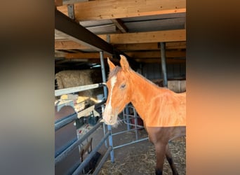 Arabe berbère, Jument, 8 Ans, 152 cm, Alezan