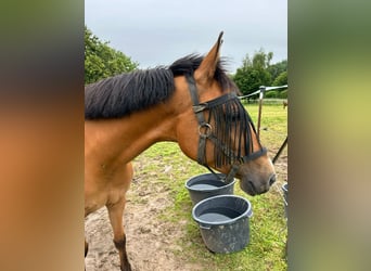 Arabe berbère, Jument, 8 Ans, 152 cm, Alezan